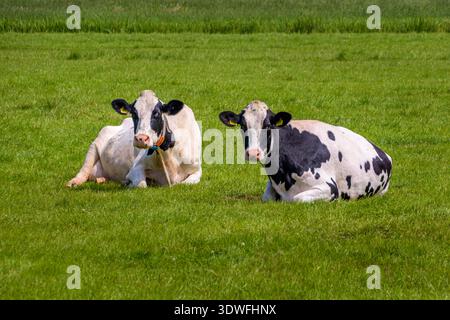 Zwei Kühe liegen auf der Wiese Stockfoto