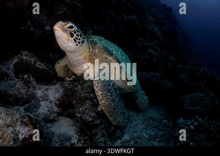 Nahaufnahme eines Porträts einer Grünen Meeresschildkröte (Chelonia mydas) auf einer Korallenriffwand im Bunaken-Nationalpark, Indonesien. Makro-Unterwasserfoto. Stockfoto