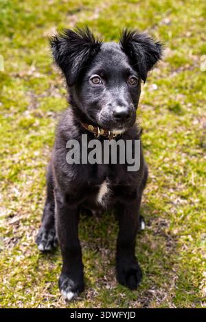 Ein niedlicher Collie-Welpe mit schwarzem Rand und glänzendem Fell sitzt aufmerksam auf einem leuchtend grünen Rasen und zeigt seine verspielte und neugierige Natur, perfekt für sportarten Stockfoto