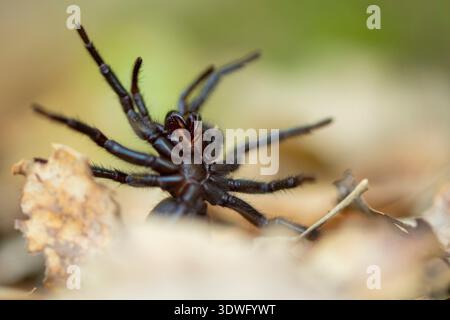 Eine detaillierte Makroaufnahme einer iberischen Trichterwebspinne, Macrothele calpeiana, zeigt ihre Besonderheiten, während sie auf trockenen Blättern ruht Stockfoto