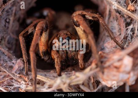 Eine detaillierte Nahaufnahme einer Wolfsspinne aus der Familie Lycosidae, die sich in ihrem natürlichen Lebensraum versteckt. Das Bild zeigt die komplizierten Details dieser Fascina Stockfoto