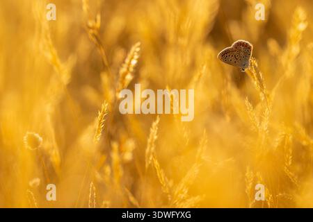 Ein markanter maurisch-blauer Schmetterling, Polyommatus celina, thront zart auf einem goldenen Stiel in einem üppigen Feld. Diese Makroaufnahme macht die wunderbar Stockfoto