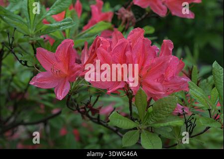 Ein Busch aus hellrotem Rhododendron im Vordergrund vor dem Hintergrund eines grünen Gartens. Rote Azalea Blumen Makro mit verschwommenem. Stockfoto