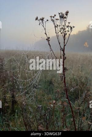 Zartes Spinnennetz, bedeckt mit Tautropfen auf einem nebeligen ländlichen Feld bei Sonnenaufgang. Stimmungsvolle Herbstvormittagsszene in der englischen Landschaft. Stockfoto