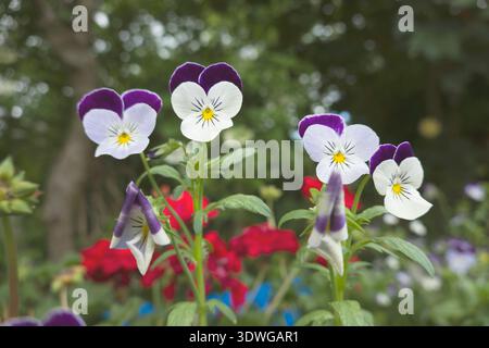gehörnte Stiefmütterchen, gehörnten Veilchen (Viola Cornuta) blühen Stockfoto