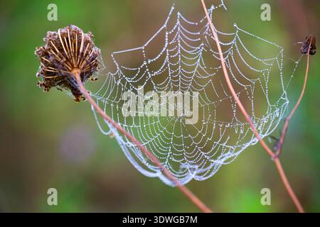 Spinnennetz auf einer wilden Karotte mit Morgentau, Deutschland, Bayern Stockfoto
