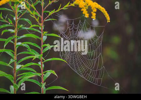 Goldrute, Goldrute (Solidago virgaurea), Spinnennetz auf Goldrute bedeckt mit Morgentau, Deutschland, Bayern Stockfoto