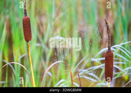 Spinnennetz auf Katzenschwanz mit Morgentau, Deutschland, Bayern Stockfoto