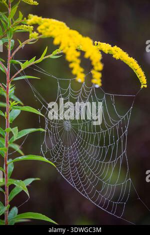Goldrute, Goldrute (Solidago virgaurea), Spinnennetz auf Goldrute bedeckt mit Morgentau, Deutschland, Bayern Stockfoto
