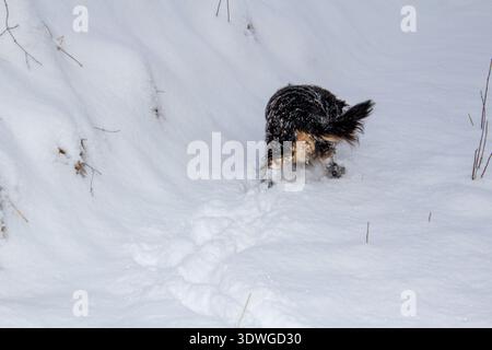 Durch den Schnee schnüffeln, aber nicht auf einem weihnachtsschlitten Stockfoto