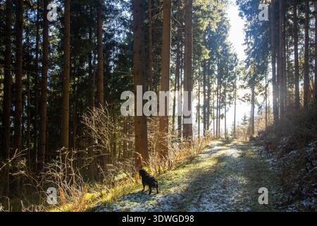 Frau, die mit ihrem Hund durch den Wald geht Stockfoto