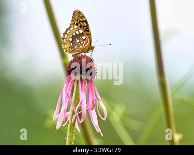 Violetter Koneflor (Echinacea pallida) mit einem Schmetterling, der auf seinem zentralen Kegel thront. Stockfoto