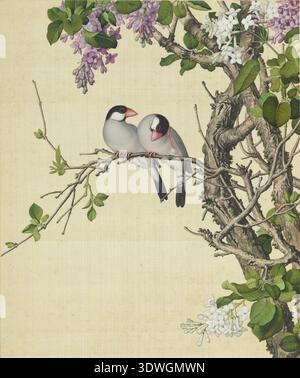 Bild von Syringa oblata und Syringa oblata var. alba aus Xian'e Changchun Album, gemalt von Giuseppe Castiglione (chinesischer Name: Lang Shining) (1688–1766) Stockfoto