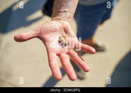 Nahaufnahme einer menschlichen Hand, die an einem sonnigen Tag ein leeres Messinggehäuse vor einem verschwommenen Hintergrund hält. Stockfoto