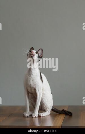 Reinrassige Cornish Rex Katze sitzt auf dem Tisch mit grauem Hintergrund, Tierporträt Stockfoto