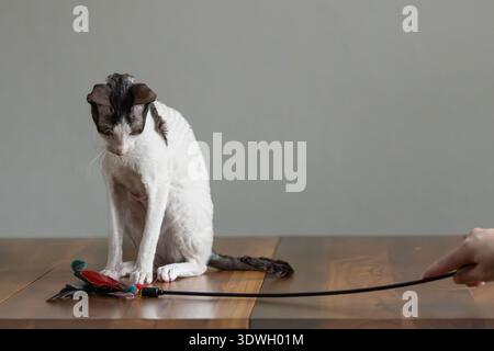 Reinrassige Cornish Rex Katze auf einem Holztisch mit Spielzeug. Stockfoto