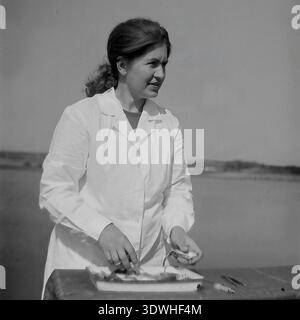Das historische Schwarzweißfoto der 1970er Jahre zeigt eine Ichthyologin in einem weißen Sanitärmantel, die frischen Fisch an einem Tisch im Donrybkombinat im Bezirk Slavjansk, ukrainische SSR, UdSSR, untersucht. Sie untersucht sorgfältig den kleinen Fang aus einem Emailtablett am Teich und hebt den wissenschaftlichen Ansatz der sowjetischen Aquakultur, die tierärztliche Qualitätskontrolle und die Entwicklung der Lebensmittelindustrie im friedlichen Donbass vor dem Krieg hervor, was die starke landwirtschaftliche und industrielle Grundlage der Region widerspiegelt. Stockfoto