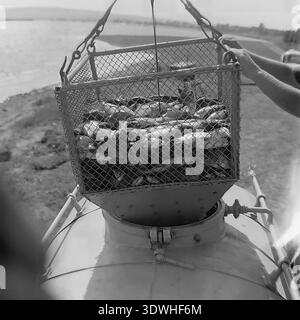 Das historische Schwarzweißfoto aus den 1970er Jahren zeigt einen Korb aus Metall, der mit frischem Fisch gefüllt ist und in ein Transportbecken im Donrybkombinat im Bezirk Slavjansk, ukrainische SSR, UdSSR, geladen wird. Die Hände eines Arbeiters führen den schweren Verschluss über die offene Luke des Spezialwagens. Dieses authentische Archivbild zeigt die Logistik der sowjetischen Aquakultur, den landwirtschaftlichen Reichtum und die stetige Entwicklung der Lebensmittelindustrie im friedlichen Donbass vor dem Krieg, was den regionalen Wohlstand widerspiegelt. Stockfoto