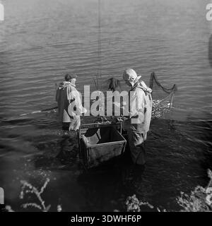 Das historische Schwarzweiß-Foto aus den 1970er Jahren zeigt zwei Fischer, die bei einer Fischernte im Donrybkombinat im Bezirk Slawjansk in der ukrainischen SSR (UdSSR) hüfttief im Wasser arbeiten. In wasserdichter Ausrüstung verwenden die Männer ein Netz und einen mechanischen Hebezug mit Körben, um den großen Fang aus dem Teich zu schöpfen. Dieses authentische Archivbild erfasst die Größe der sowjetischen Aquakultur, harte Handarbeit und die Entwicklung der Lebensmittelindustrie im friedlichen Donbass vor dem Krieg und spiegelt das landwirtschaftliche Wachstum der Region wider. Stockfoto