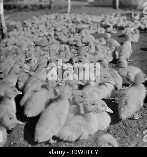 Das historische Schwarzweißfoto aus den 1970er Jahren zeigt eine große, dichte Herde von Ententchen auf der Geflügelfarm Donrybkombinat im Bezirk Slawjansk, ukrainische SSR, UdSSR. Aus einem niedrigen Winkel aufgenommen, zeigt das Bild Dutzende junger Vögel, die sich während der Fütterung zusammendrängen. Dieses authentische Archivbild zeigt das Ausmaß der sowjetischen Geflügelzucht, den landwirtschaftlichen Reichtum und das stabile tägliche Leben im friedlichen Donbass vor dem Krieg. Stockfoto