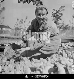 Das historische Schwarzweißfoto aus den 1970er Jahren zeigt eine Arbeiterin, die eine große Herde Enten aus einem Eimer im Donrybkombinat im Bezirk Slawjansk, ukrainische SSR, UdSSR, füttert. In Arbeitskleidung und Kopftuch gekleidet, lächelt sie, während sie sich um das Geflügel auf der Farm kümmert. Dieses authentische Archivbild zeigt die Integration der Entenzucht in die sowjetische Aquakultur, die täglichen landwirtschaftlichen Routinen und die stetige Entwicklung der Lebensmittelindustrie in der Region während einer friedlichen Ära. Stockfoto