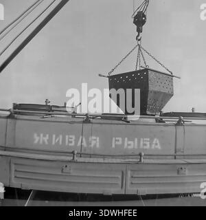 Das historische Schwarzweißfoto aus den 1970er Jahren zeigt eine Nahaufnahme eines großen perforierten Metallbehälters, der von einem Kran in einen speziellen Transportwagen „Live Fish“ (ЖИВАЯ РЫБА) im Donrybkombinat im Bezirk Slawjansk, ukrainische SSR, UdSSR, gesenkt wird. Dieses authentische Archivbild zeigt die technische Mechanisierung, die effiziente Logistik der Lebensmittelindustrie und die stetige Entwicklung der Aquakultur im friedlichen Donbass vor dem Krieg, was die regionale industrielle Macht widerspiegelt. Stockfoto