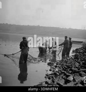 Das historische Schwarzweißfoto aus den 1970er Jahren zeigt ein professionelles Team von sieben sowjetischen Arbeitern in wasserdichter Ausrüstung, das ein schweres Wadennetz aus einem ruhigen Teich einer staatlichen Fischfarm im Bezirk Slawjansk, ukrainische SSR, UdSSR, zieht. Die Männer stehen hüfttief im Wasser und arbeiten zusammen, um den reichlichen Fang zum felsigen Ufer zu ziehen. Dieses authentische Archivbild spiegelt die organisierten landwirtschaftlichen Routinen und die stetige Entwicklung der Lebensmittelindustrie im friedlichen Donbass vor dem Krieg wider und zeigt industrielles Ausmaß. Stockfoto