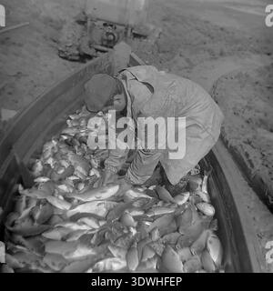 Das historische Schwarzweißfoto aus den 1970er Jahren zeigt einen professionellen sowjetischen Arbeiter in einem schweren Mantel und einer Kappe, der sich über einem großen Metallboot im Donrybkombinat im Bezirk Slawjansk, ukrainische SSR, UdSSR, gelehnt hat. Ein Mann hält einen großen Fisch, während ein Bulldozer auf der matschigen Bank im Hintergrund arbeitet. Dieses authentische Archivbild zeigt die technische Ausrüstung der sowjetischen Aquakultur, die industrielle Fischernte und die stetige Entwicklung der Lebensmittelindustrie im friedlichen Donbass vor dem Krieg. Stockfoto
