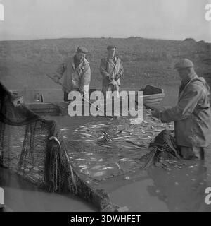 Das historische Schwarzweißfoto aus den 1970er Jahren zeigt ein professionelles Team sowjetischer Arbeiter im Donrybkombinat im Bezirk Slawjansk, ukrainische SSR, UdSSR, die einen riesigen Fischfang aus einem schlammigen Teich einschleppt. In Bild 101 ziehen drei Männer in einem hölzernen Flachbodenboot ein großes Netz, das mit Karpfen überflutet ist, und verwenden kleinere Dippnetze zum Sortieren. Bild 102 zeigt eine ähnliche Szene mit vier Männern, darunter ein Arbeiter, der in die Kamera lächelt. Dieses authentische Archivmaterial dokumentiert die industrielle Dimension der Aquakultur und das organisierte landwirtschaftliche Leben in der Region. Stockfoto