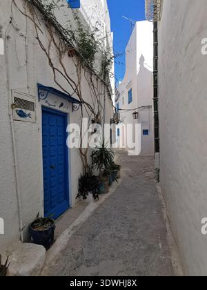 Hammamet: Enge blau-weiße Gassen der alten Medina Tunesien, mit traditioneller Architektur und ruhigen Straßen in der historischen Küstenstadt. Stockfoto