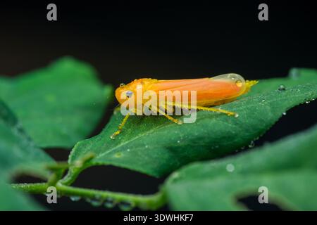 Gelber Blattrichter auf einem taufenbedeckten, leuchtend grünen Blatt vor schwarzem Hintergrund, Makrodetails von winzigen Insekten und Wassertropfen. Fotografie, nein Stockfoto