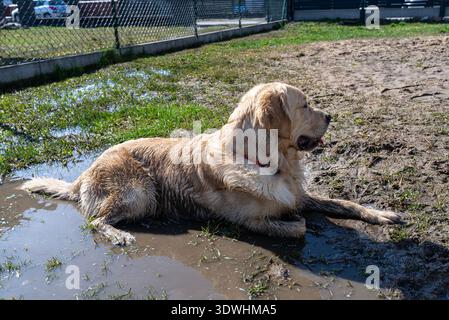 Golden Retriever-Hund, der in einer schlammigen Pfütze im Park oder im Hof ruht Stockfoto