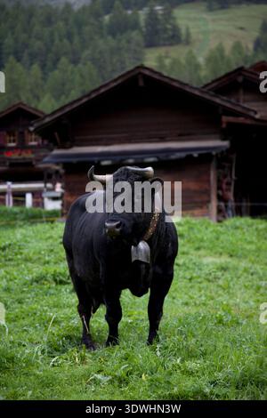 Eine schwarze Herens-Kuh mit traditioneller Kuhglocke steht auf einer grünen Weide vor hölzernen Chalets in der Schweiz. Stockfoto