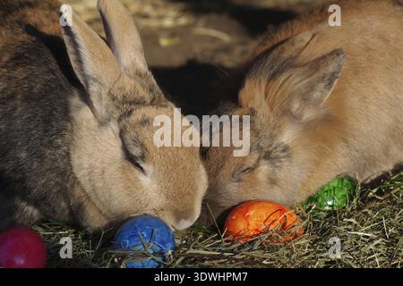 Hauskaninchen (Oryctolagus cuniculus), Heu, farbig, Osterei, Nahaufnahme von zwei Kaninchen mit farbigen Eiern Stockfoto