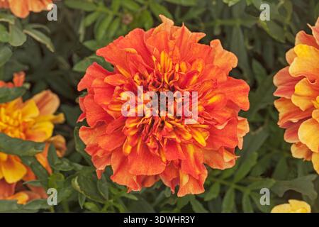 Französischer Ringelblond „Strawberry Blonde“. Tagetes patula Stockfoto