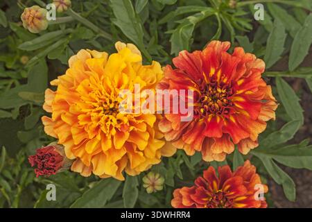 Französischer Ringelblond „Strawberry Blonde“. Tagetes patula Stockfoto