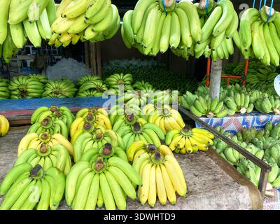 Frische Bananen werden auf einem Holztisch auf einem asiatischen Markt serviert, darüber hängen in einer farbenfrohen und lebhaften Umgebung zusätzliche Bananen Stockfoto