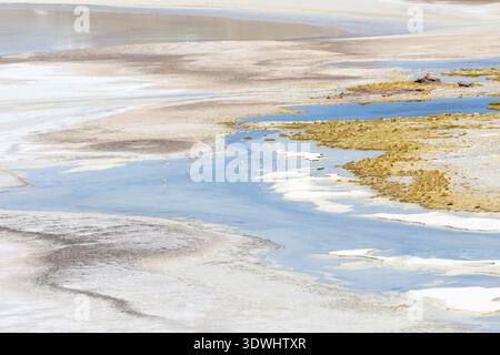 Chile Atacama Wüste rosa Flamingos in Salzlagunen am Morgen Stockfoto