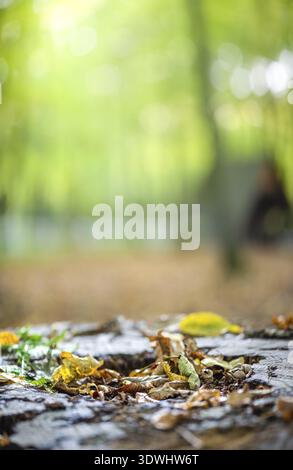 Herbst im Wald. Gefallenen vergilbte Blätter auf baumstumpf liegen, Lichtstrahlen, die durch die Dicke der Bäume brechen. Vertikale natürlichen Hintergrund mit Kopie Raum f Stockfoto