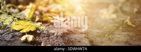 Gefallene bunte Blätter liegen auf alten Eichenstümpfen in sanftem Sonnenlicht. Herbst im Wald. Natürlicher Hintergrund mit Kopierraum Stockfoto