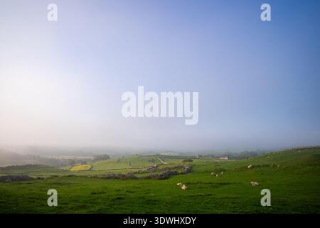Das Licht am frühen Morgen durch dicken Nebel erzeugt eine stimmungsvolle Atmosphäre über den sanften Hügeln von Malhamdale Stockfoto