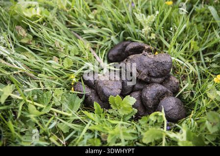 Pferdemist auf grnem Gras, Kot. Dnger fr Erde Stockfotografie - Alamy