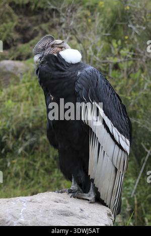 Ein männlicher Andenkondor, der auf einem Felsen in einem Vogelschutzgebiet in der Nähe von Otavalo, Ecuador, steht Stockfoto