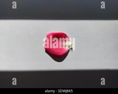 Ein einzelnes Rosenblütenblatt auf hellem Hintergrund mit scharfem Schatten. Minimalismus, Kontrast von Licht und Dunkelheit, Ästhetik von Einfachheit und natürlicher Schönheit Stockfoto