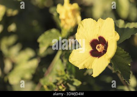 Gelbe und rote Hibiskusblüte mit detaillierten Stamen und Pistil in einem hawaiianischen Garten im Frühjahr Stockfoto