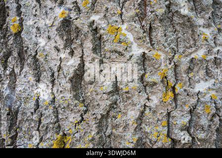 Populus alba Rinde, Sammlung von Baumrinde, in der Nähe Stockfoto