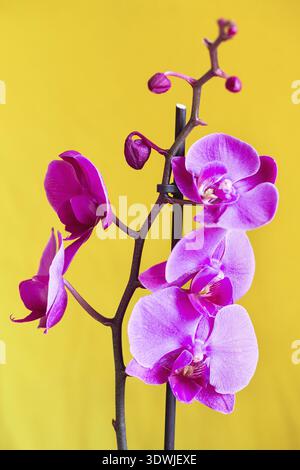 Purpurne Orchideenblüte phalaenopsis, phalaenopsis oder falah auf gelbem Hintergrund. Schmetterlingsorchideen. Violette Orchidee blüht und blüht. Pink Phalaenop Stockfoto