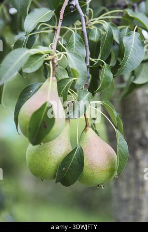 Reife Birnen auf einem Baum im Garten auf dem Bauernhof. Ökologischer Landbau. Reife süße Birnenfrüchte wachsen auf einem Birnenbaum Zweig im Obstgarten Stockfoto
