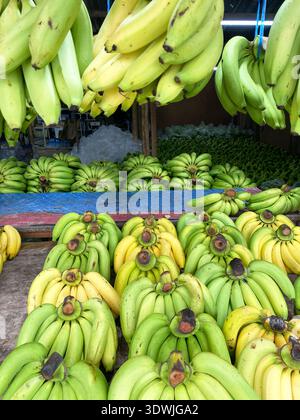 Frische Bananen zum Verkauf auf einem asiatischen Markt mit leuchtenden grünen und gelben Bräuchen, die ordentlich auf der Schau mit einem rustikalen Holztisch angeordnet sind Stockfoto