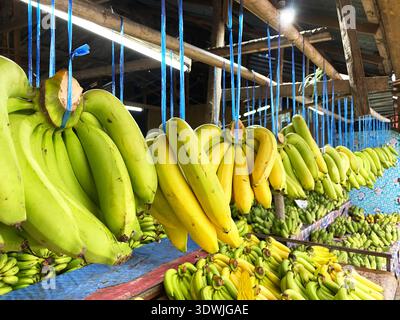 Frische grüne und gelbe Bananen, die auf einem asiatischen Markt zum Verkauf angeboten werden, hängen an blauen Fäden mit einer lebhaften Auswahl an Früchten im Hintergrund Stockfoto